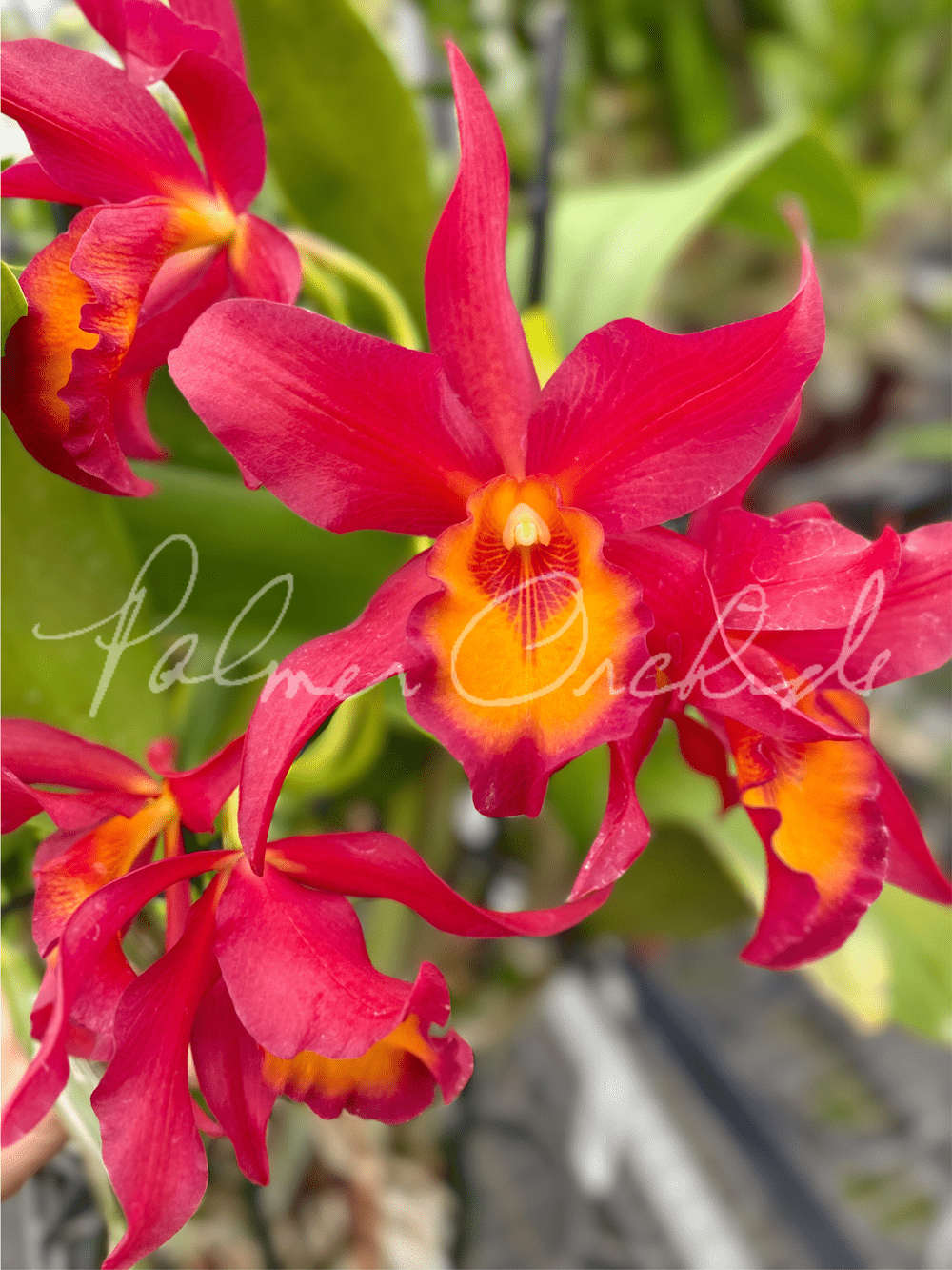 Ctt.+Warpaint+Palmer+Orchids+1